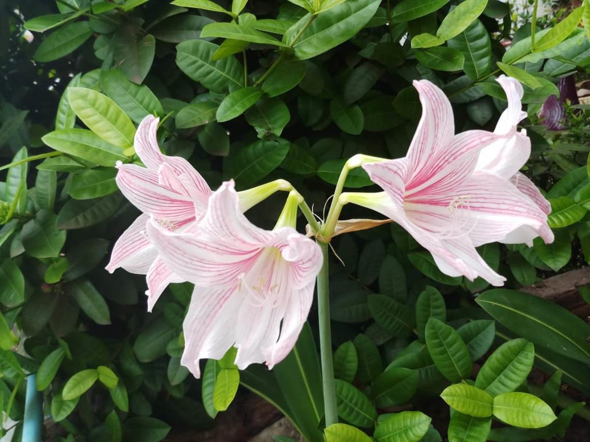 Xuanmai Garden Resort Pakxe Eksteriør billede