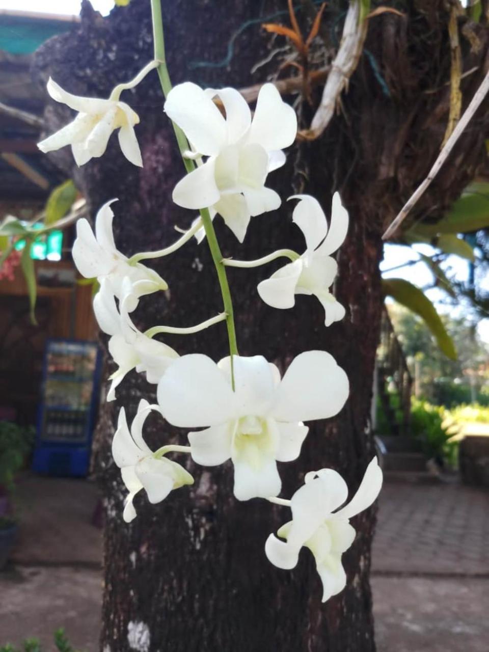 Xuanmai Garden Resort Pakxe Eksteriør billede