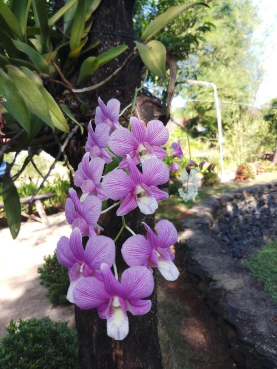 Xuanmai Garden Resort Pakxe Eksteriør billede