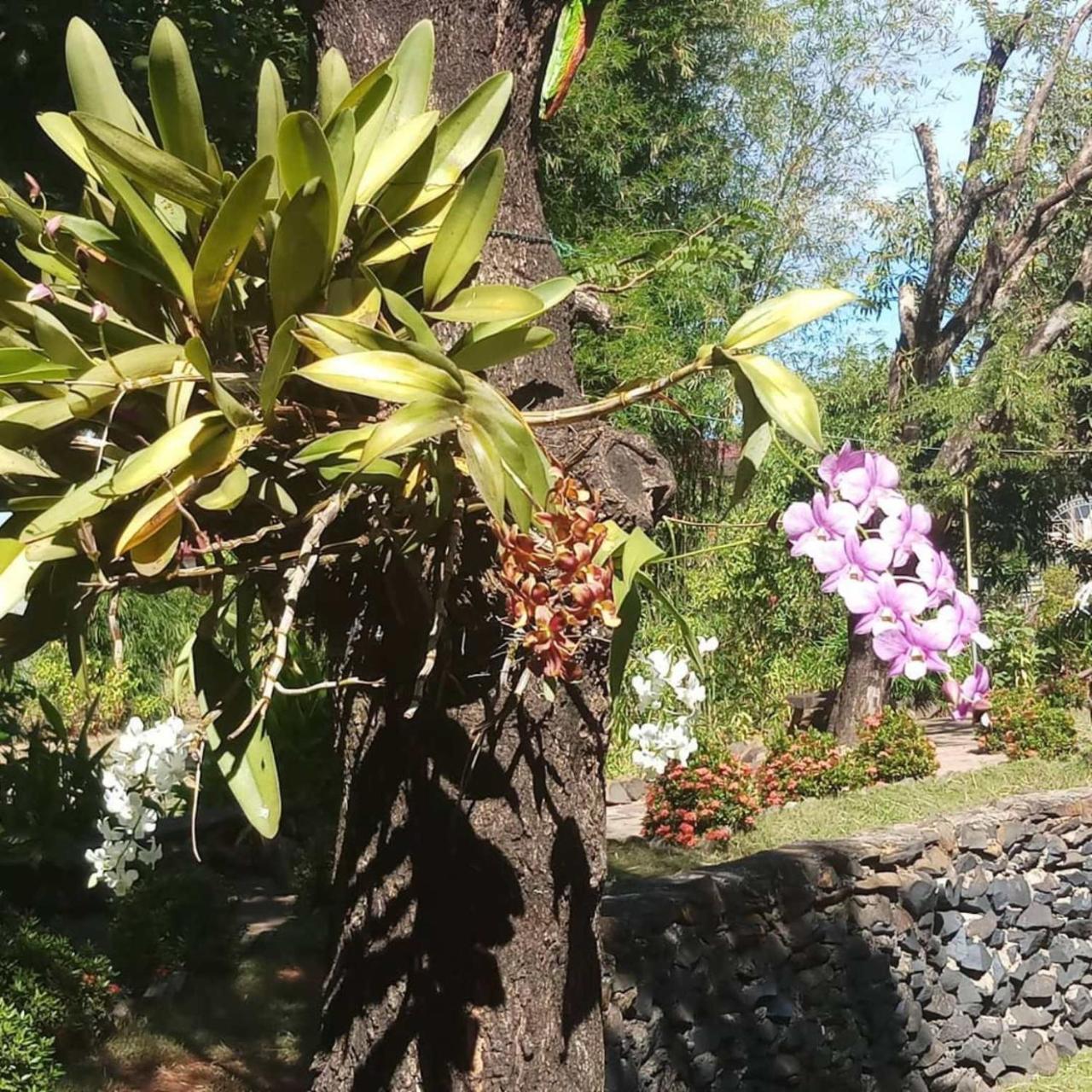 Xuanmai Garden Resort Pakxe Eksteriør billede